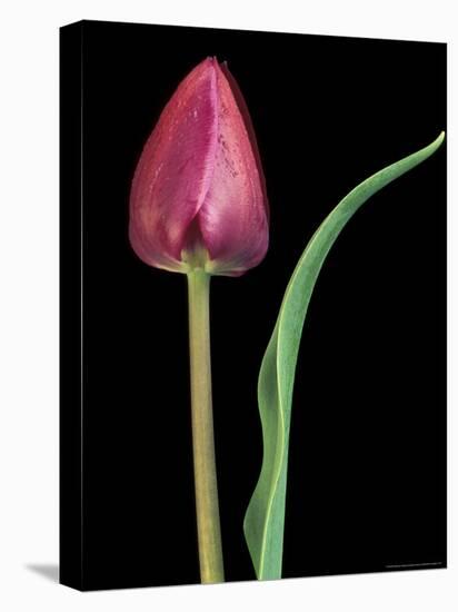 Single Tulip Stem, Maplethorpe Style, Rochester, Michigan, USA-Claudia Adams-Premier Image Canvas