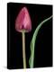 Single Tulip Stem, Maplethorpe Style, Rochester, Michigan, USA-Claudia Adams-Premier Image Canvas