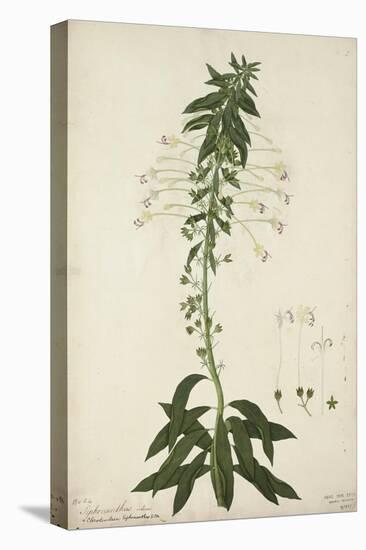 Siphonanthus Indica, 1800-10-null-Premier Image Canvas