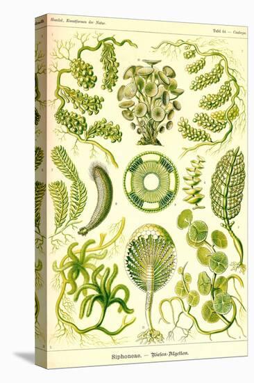 Siphoneae Hydrozoa-Ernst Haeckel-Stretched Canvas