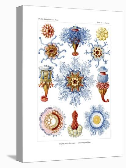 Siphonophorae, 1899-1904-null-Premier Image Canvas