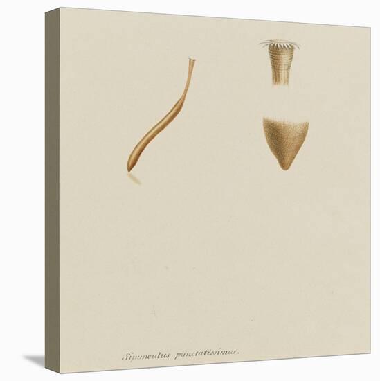 Sipunculus Punctatissimus: Worm-Philip Henry Gosse-Premier Image Canvas