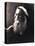 Sir Henry Taylor, 19th Century English Dramatist-Julia Margaret Cameron-Premier Image Canvas