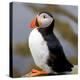 Sir Puffin-Howard Ruby-Premier Image Canvas