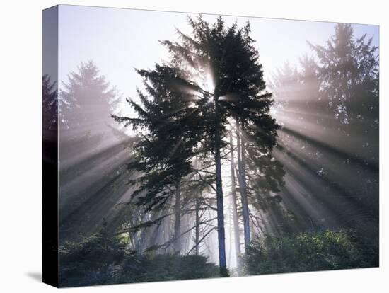 Sitka spruce, Morning Fog, Olympic National Park, Washington, USA-Charles Gurche-Premier Image Canvas