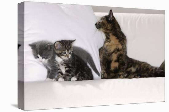 Sits Couch, Cats, Young, Curiously, Dam, Lying, Alertly, Animals, Mammals, Pets-Nikky-Premier Image Canvas