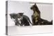 Sits Couch, Cats, Young, Curiously, Dam, Lying, Alertly, Animals, Mammals, Pets-Nikky-Premier Image Canvas