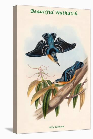 Sitta Formosa - Beautiful Nuthatch-John Gould-Stretched Canvas