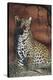 Sitting Leopard-Rajendra Singh-Stretched Canvas