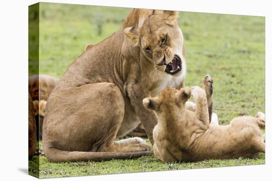 Sitting Lioness Snarling at Reclining Cub, Ngorongoro, Tanzania-James Heupel-Premier Image Canvas