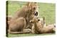 Sitting Lioness Snarling at Reclining Cub, Ngorongoro, Tanzania-James Heupel-Premier Image Canvas