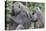 Sitting Yellow Baboon Grooms the Back of an Adult, Arusha NP, Tanzania-James Heupel-Premier Image Canvas