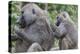 Sitting Yellow Baboon Grooms the Back of an Adult, Arusha NP, Tanzania-James Heupel-Premier Image Canvas