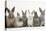 Six Baby Rabbits in Line-Mark Taylor-Premier Image Canvas