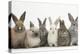 Six Baby Rabbits in Line-Mark Taylor-Premier Image Canvas