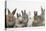 Six Baby Rabbits-Mark Taylor-Premier Image Canvas