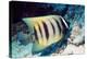 Six-banded Angelfish-Georgette Douwma-Premier Image Canvas