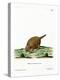 Six-Banded Armadillo-null-Premier Image Canvas