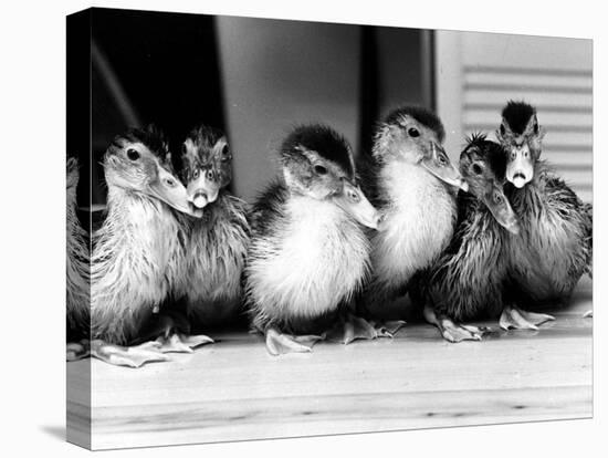 Six Ducklings Who were Abandoned by Their Mother, Being Given Swimming Lessons, July 1977-null-Premier Image Canvas