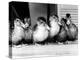 Six Ducklings Who were Abandoned by Their Mother, Being Given Swimming Lessons, July 1977-null-Premier Image Canvas