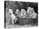 Six of the Puppies are Crowded in the Basket the Seventh is the Clever One as He Sits Outside It-Thomas Fall-Premier Image Canvas