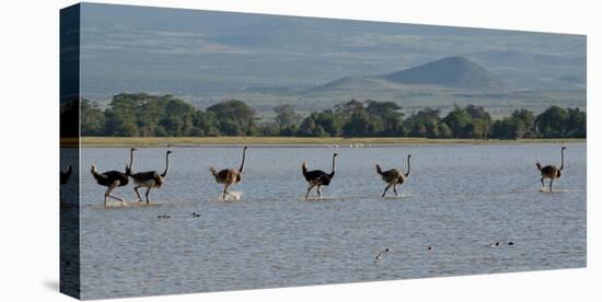 Six Ostriches Amboseli-Charles Bowman-Stretched Canvas