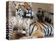 Six-Year-Old Bengal Tigress Rosi-null-Premier Image Canvas