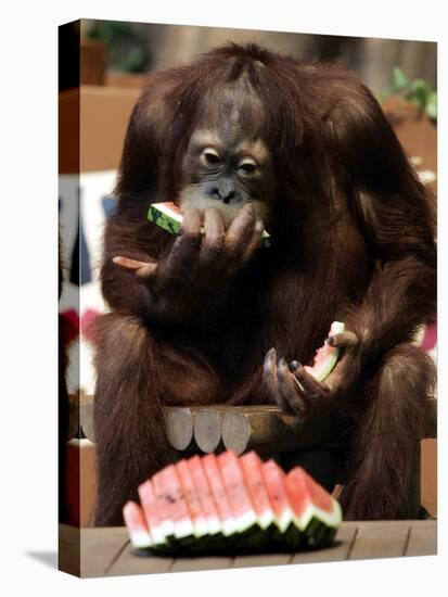 Six-Year-Old Male Orangutan Allan Eats a Piece of Watermelon at the Everland Amusement Park-null-Premier Image Canvas