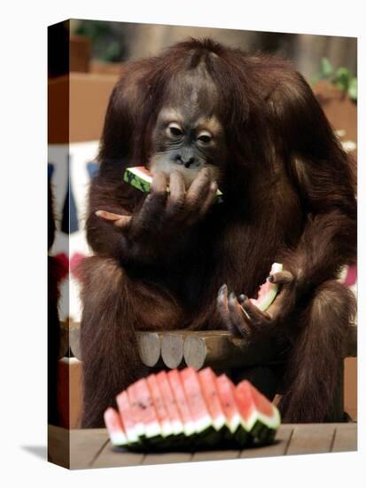 Six-Year-Old Male Orangutan Allan Eats a Piece of Watermelon at the Everland Amusement Park-null-Premier Image Canvas