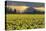 Skagit Valley daffodils-Alan Majchrowicz-Premier Image Canvas