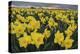 Skagit Valley daffodils-Alan Majchrowicz-Premier Image Canvas