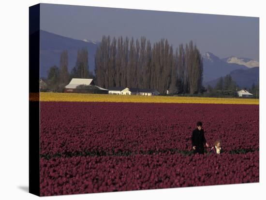 Skagit Valley Tulip Festival in April, Washington, USA-Connie Ricca-Premier Image Canvas