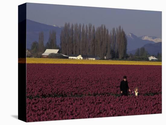 Skagit Valley Tulip Festival in April, Washington, USA-Connie Ricca-Premier Image Canvas