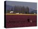 Skagit Valley Tulip Festival in April, Washington, USA-Connie Ricca-Premier Image Canvas