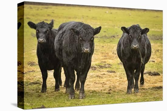 Skagit Valley, Washington State. Cows in the Rain-Matt Freedman-Premier Image Canvas