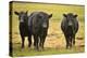 Skagit Valley, Washington State. Cows in the Rain-Matt Freedman-Premier Image Canvas