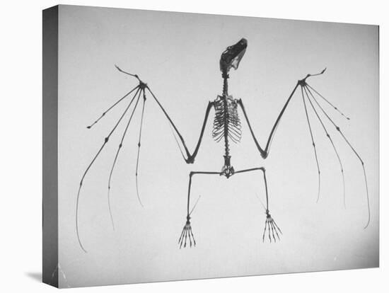 Skeletal Structure of a Bat-Andreas Feininger-Premier Image Canvas