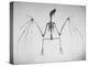 Skeletal Structure of a Bat-Andreas Feininger-Premier Image Canvas