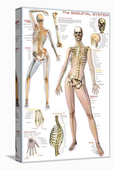 Skeletal System-null-Stretched Canvas