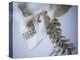 Skeleton head-Robert Llewellyn-Premier Image Canvas