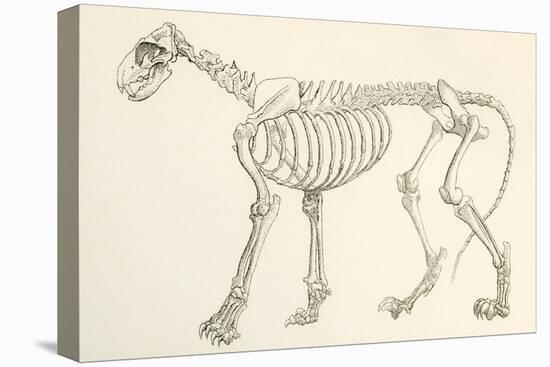 Skeleton of a Lion, Panthera Leo. from the National Encyclopaedia, Published C.1890-null-Premier Image Canvas