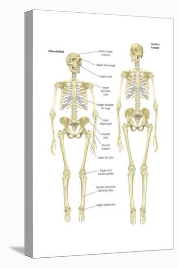 Skeleton of a Neanderthal Compared with a Skeleton of a Modern Human-Encyclopaedia Britannica-Stretched Canvas