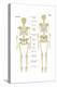 Skeleton of a Neanderthal Compared with a Skeleton of a Modern Human-Encyclopaedia Britannica-Stretched Canvas