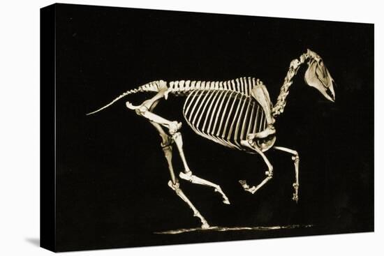 Skeleton of a Running Horse-null-Premier Image Canvas