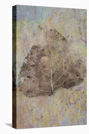 Skeleton of Leaf of Black Poplar Or Populus Nigra Tree-Den Reader-Premier Image Canvas