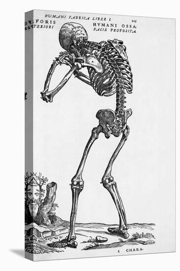 Skeleton Posterior-Bettmann-Premier Image Canvas