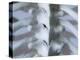 Skeleton spine and ribs-Robert Llewellyn-Premier Image Canvas