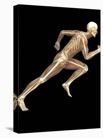 Skeleton Sprinting-Roger Harris-Premier Image Canvas