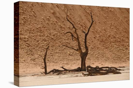 Skeleton trees, Sossusvlei (Death Valley), Namibia, Africa-Michal Szafarczyk-Premier Image Canvas