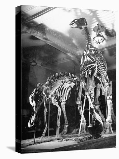Skeletons of Dinosaurs Being Displayed at the American Museum of Natural History-Hansel Mieth-Premier Image Canvas